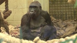 FIRST LOOK Baby Gorilla Born at ZSL London Zoo [upl. by Mcleroy]