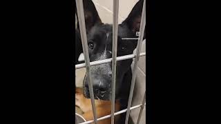 ❤️ADOPTED❤️ 🆘PAST DEADLINE🆘 KEVIN A537426 amp KONA A537427 bonded gsd adopt morenovalley [upl. by Enimsaj61]