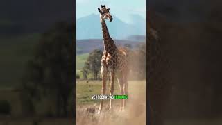 Interesting facts about giraffe that you need to know giraffe giraffes shorts [upl. by Attenwad]