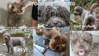 Lagotto Romagnolo groom [upl. by Merle139]