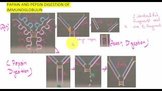 PAPAIN AND PEPSIN DIGESTION OF IMMUNOGLOBULIN [upl. by Banky901]