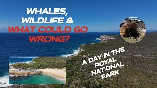 Royal National Park for Bellas first hike Whales Echidnas and an amazing hidden beach [upl. by Noxin]