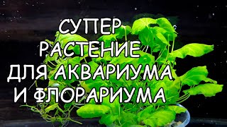 КАРДАМИН ЛИРОВИДНЫЙ СЕКРЕТЫ СОДЕРЖАНИЯ Cardamine Lyrata [upl. by Morganne]