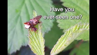 Funky looking creatures meet the Ferruginous Beegrabbers or Thickheaded flies Sicus ferrugineus [upl. by Armyn]