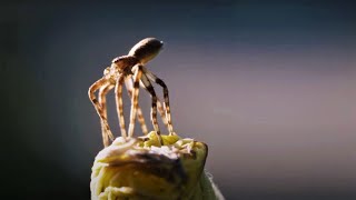 Flying Spiders  Animal Einsteins  BBC Earth [upl. by Llehsram]