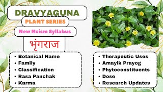 BHRUNGARAJADravyaguna Plants Seriesbams2ndyear plantsdravyagunalivertonicbhringrajhairoil [upl. by Eceirehs]