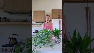 5 Key Fall Into Winter Houseplant Care Tips houseplants planttips shorts [upl. by Nifares]