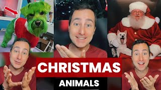 Animals Enjoying Christmas  Taylor Nikolai [upl. by Orihakat]