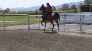 5 Gaited Saddlebred Horse For Sale  Charmed in A Flash [upl. by Haimirej]