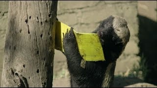 Honey Badger vs Bee Hive  Nature on PBS [upl. by Mouldon]