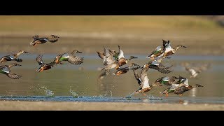 le lac Kerkini en octobre sélectionné pour le festival de loiseau 2020 [upl. by Einnok]