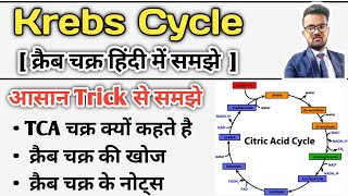 Krebs Cycle  Krebs Cycle in Hindi  Krebs Cycle trick  Krebs Cycle Notes  Glucose Metabolism [upl. by Ecirahs259]