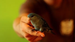 Aymara Pruhovana  Lineolated Parakeet [upl. by Tansy]