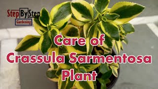 How to grow and care Crassula Sarmentosa Plant Crassula a Succulent Plant [upl. by Suneya]