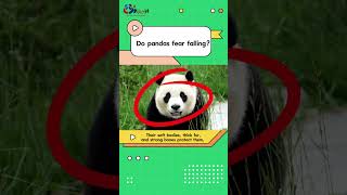 Do pandas fear falling Watch our videoSichuan [upl. by Luann]