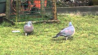 Wood Pigeon Courtship [upl. by Rees]