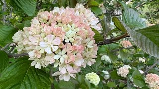 Spring Viburnum Tour [upl. by Aisitel]