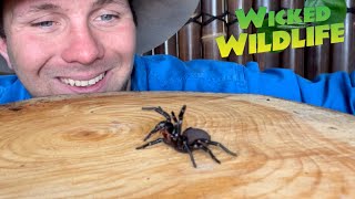 Worlds Most Venomous Spider The Sydney FunnelWeb [upl. by Combs650]