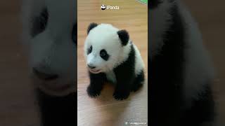 Panda Chat Group Mei Zhu Also Has A Nasal Voice  iPanda shorts MeiZhu [upl. by Madison15]