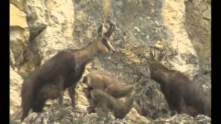 Naturimages  Le Chamois  Documentaire animalier [upl. by Dahsraf528]