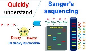 Sanger sequencing [upl. by Foulk]