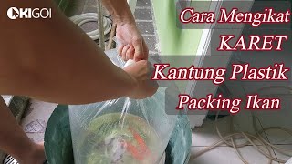 Cara Mengikat Karet Kantung Plastik Packing Ikan  Kolam Koi  KiGoi [upl. by Enneirdna35]