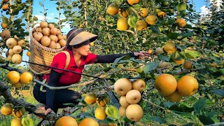 Harvesting Pear Garden Goes to the market sell  soybean cultivation  happy life of small family [upl. by Renaldo]