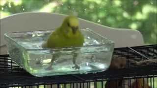 Budgie Taking a Bath HD Quality [upl. by Shuping497]