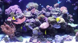 250 gallon REEF SYSTEM Chapter 1 Reef Tank [upl. by Oninotna47]