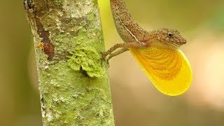 Unbelievable Anole Dewlap Display [upl. by Eelessej]