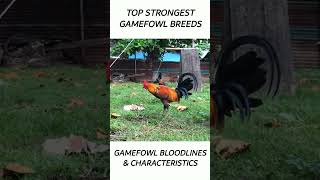 Top Gamefowl of the year 2024 short gamefowl rooster [upl. by Nitsyrc450]