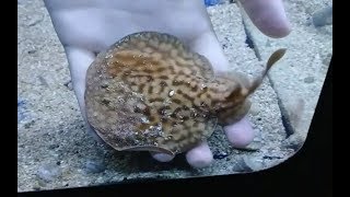 Rare electric ray at a petstore [upl. by Loesceke150]