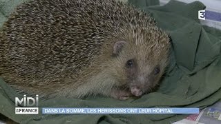 Dans la Somme les hérissons ont leur hôpital [upl. by Godard]