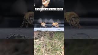 How To Help Bees [upl. by Edniya879]