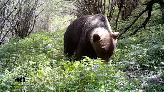 GRANDES OSOS DE LA CORDILLERA CÁNTABRICA Ursus arctos [upl. by Felicio243]