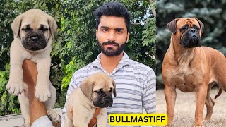 Bullmastiff Top 10 Guard Dog  Bullmastiff Puppy  Mastiff Breed [upl. by Richer]