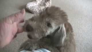 Welcoming Bedlington terrier puppy [upl. by Cissiee]