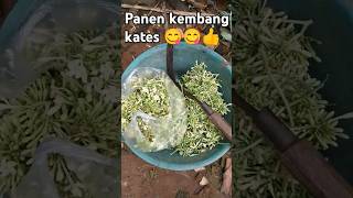 Kembang kates [upl. by Abbott]