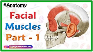 Facial muscles Anatomy animation Part 1  Neck and Auricular muscle group [upl. by Coh395]