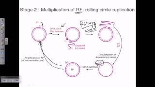 M13 phage genome replication [upl. by Meikah]