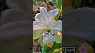 ये तीन काम मत करना 🙏🏼youtubeshorts plants gardenplants motivation [upl. by Possing]