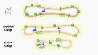 Protein secretion from cell [upl. by Ahsetra]