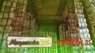 Mushroom Production Episode 15 [upl. by Yenolem937]