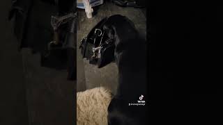 He loves bags 🤣 dog dachshund teckel pets funny love cute doglover [upl. by Katharina645]