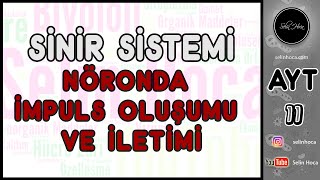 2 Sinir Sistemi  Nöronda İmpuls Oluşumu ve İletimi [upl. by Abra138]