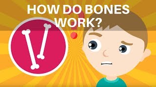 The Skeletal System  Skeleton Dance How Body Workswith Quiz on Bones [upl. by Krug]