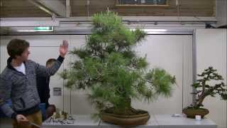 Demo Teunis Jan Klein op een Pinus halepensis yamadori [upl. by Ahset]