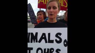 CINCINNATI PROTEST OF ZERBINI FAMILY CIRCUS amp RANCHOS LOS EXCLUSIVOS BULL RIDING HAM CO FAIR [upl. by Alleoj272]