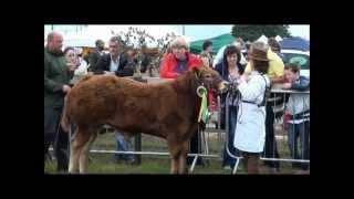 Champion of Show  Bonniconlon show 2012 [upl. by Releehw]