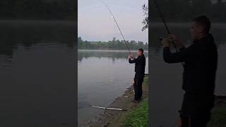 Amur 18 kilograma Sava 21082024 subscribe shorts fishing sava grasscarp [upl. by Navac989]